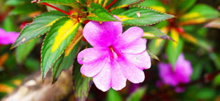 ip攻击器网页版